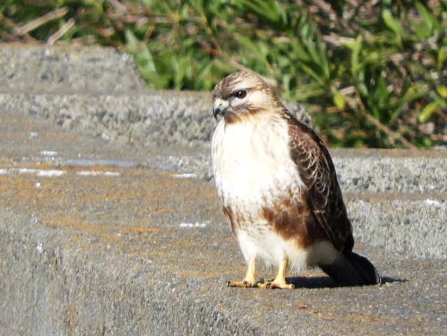 飼ってみたい野鳥