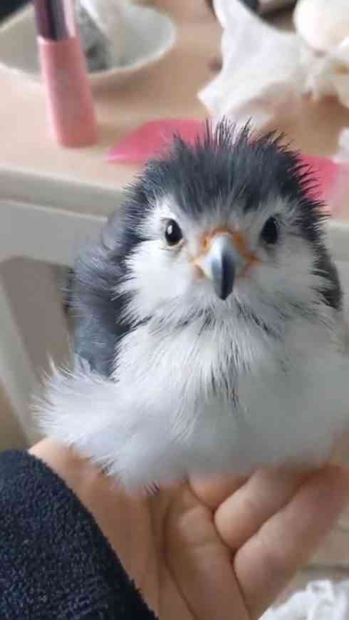 飼ってみたい野鳥