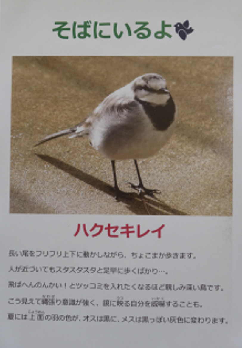 飼ってみたい野鳥