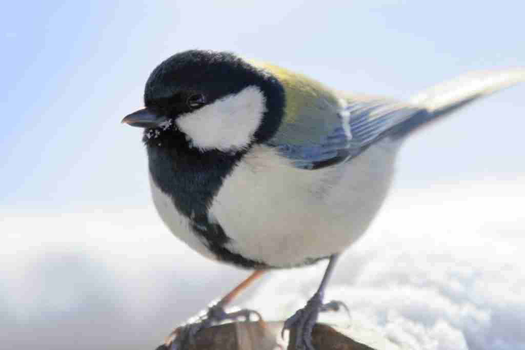 飼ってみたい野鳥