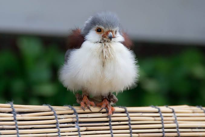 飼ってみたい野鳥