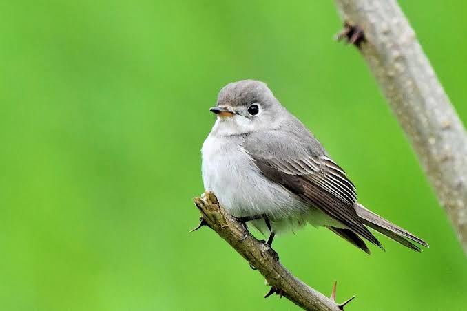飼ってみたい野鳥