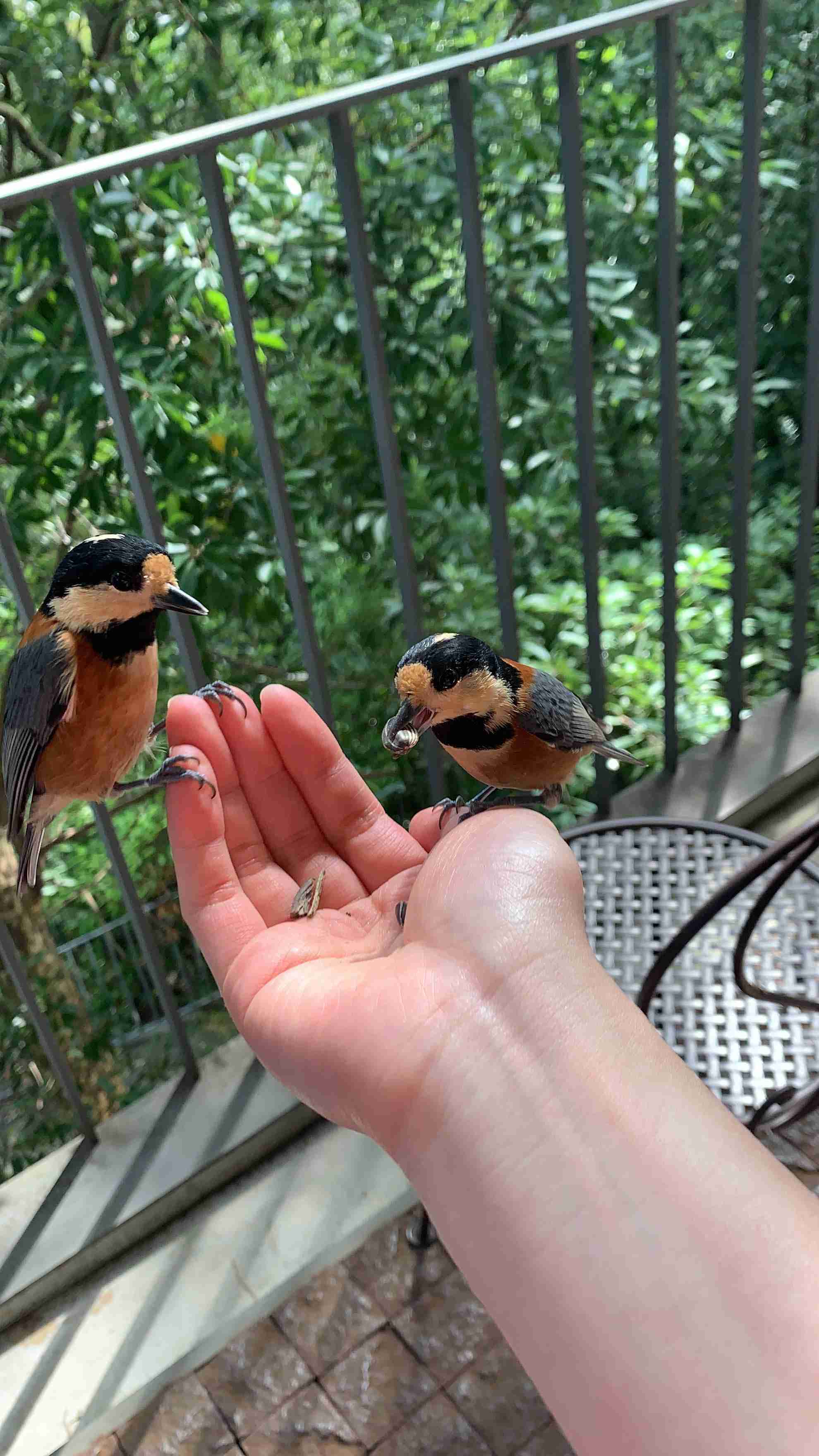 飼ってみたい野鳥