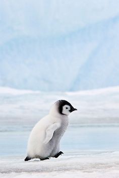 飼ってみたい野鳥