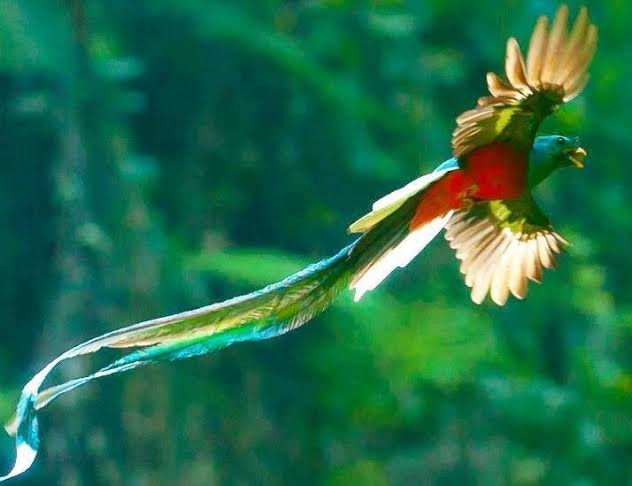 飼ってみたい野鳥