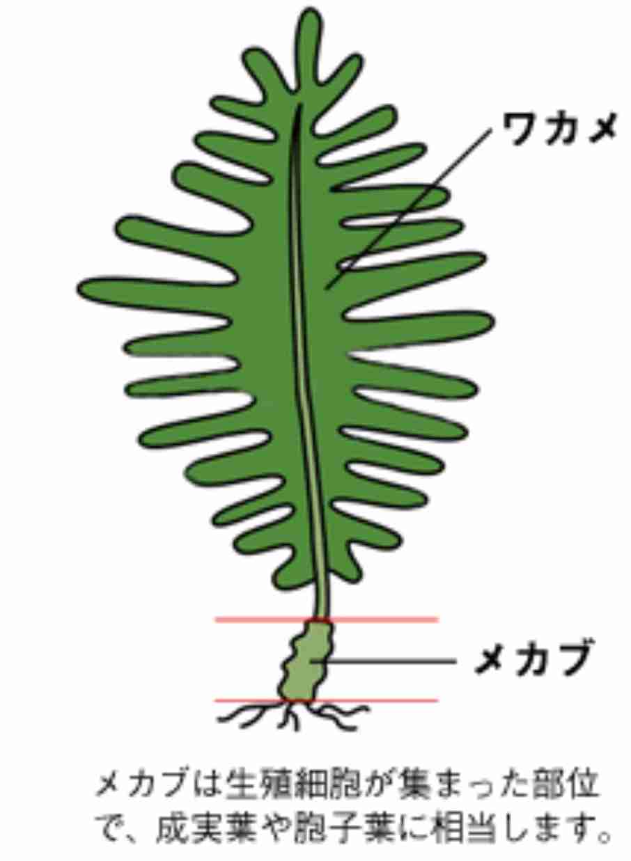めかぶ大好きな人