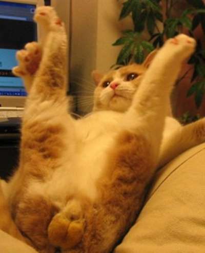 おならのクラクションでテスラ58万台近くがリコール