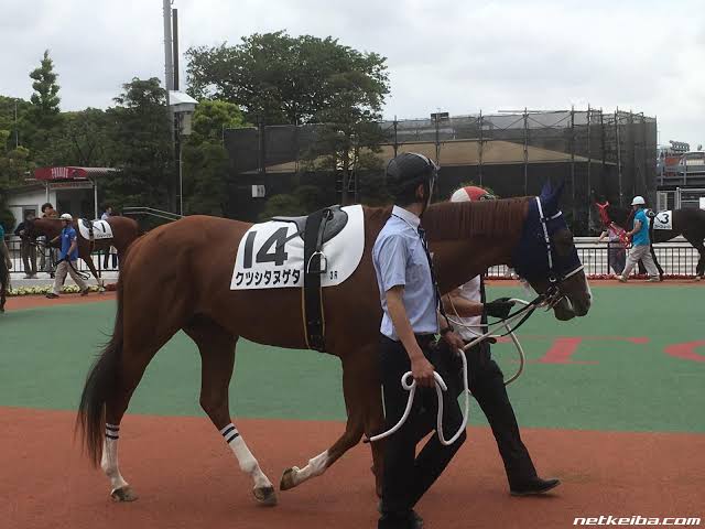 競走馬のユニークな名前