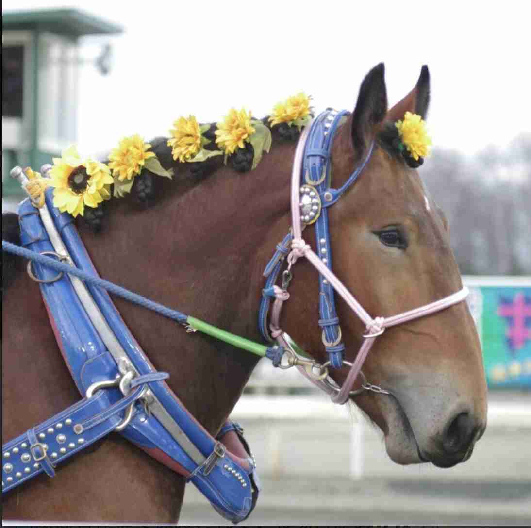 競走馬のユニークな名前