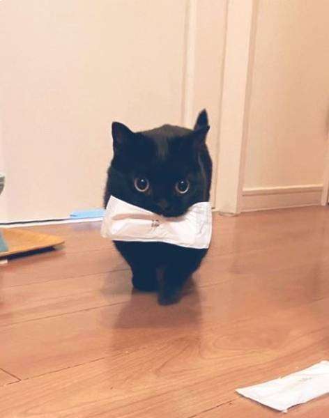 私のペット自慢