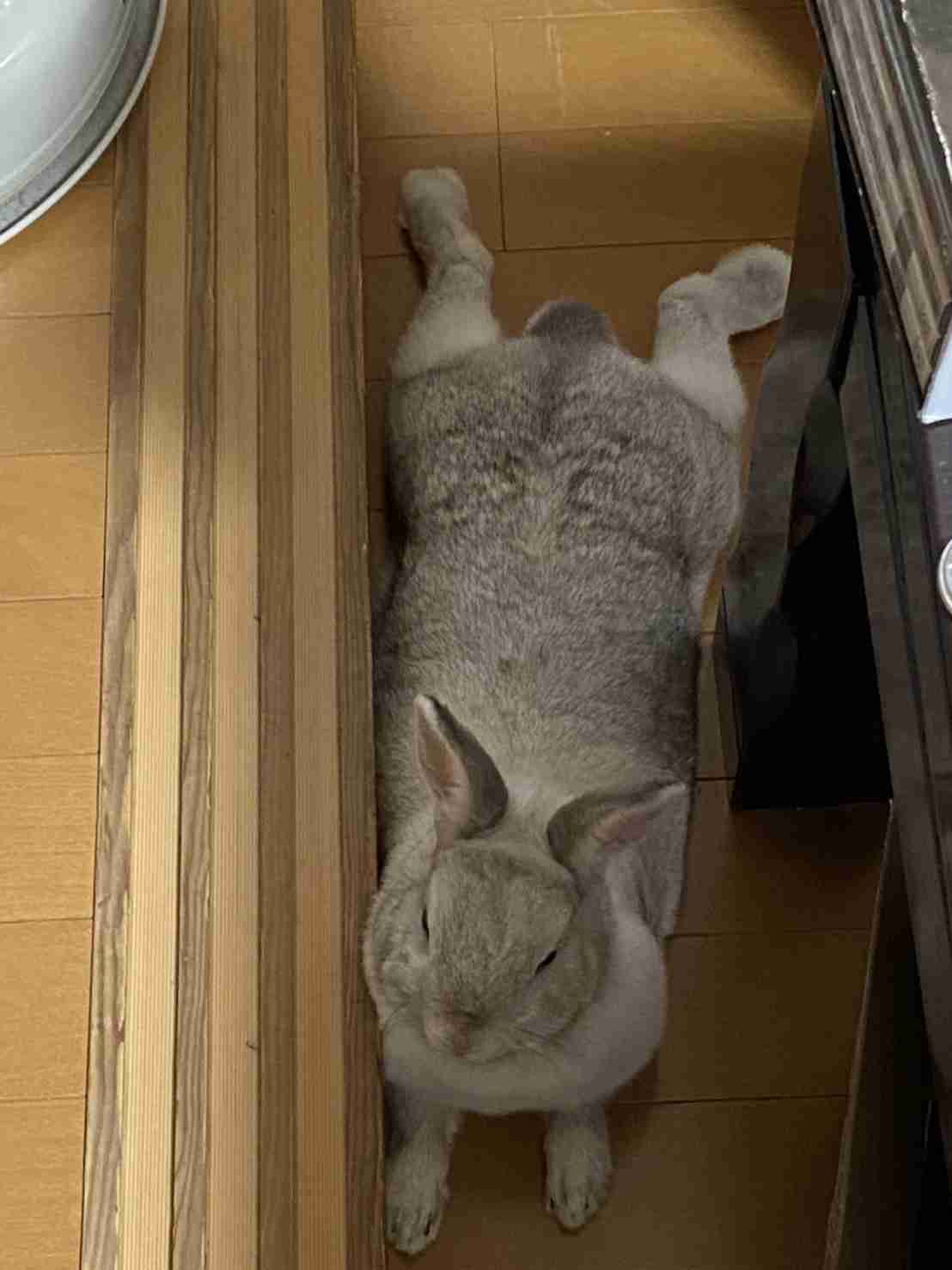 私のペット自慢