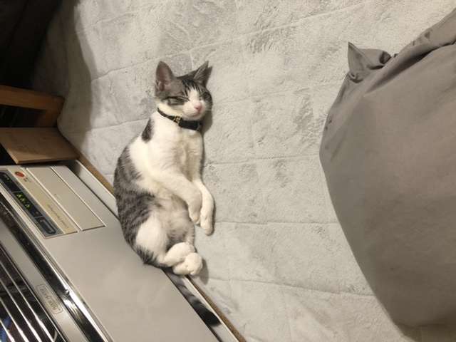 私のペット自慢