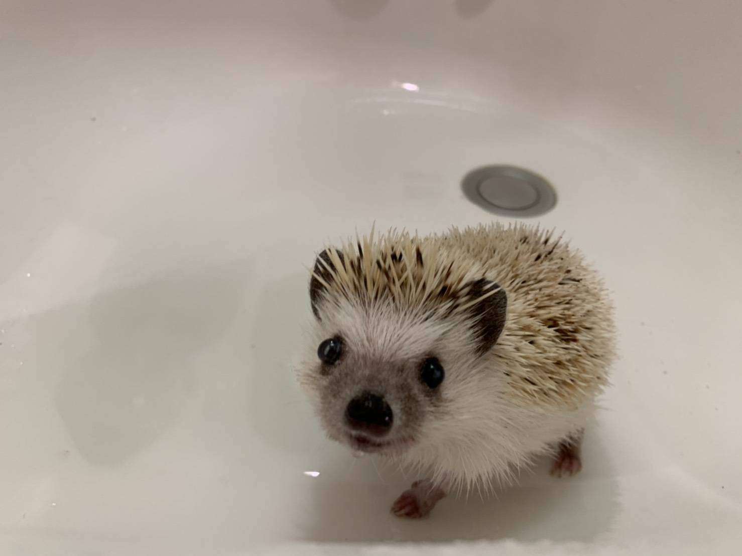 私のペット自慢