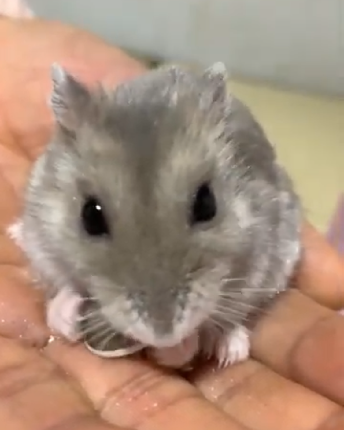 私のペット自慢