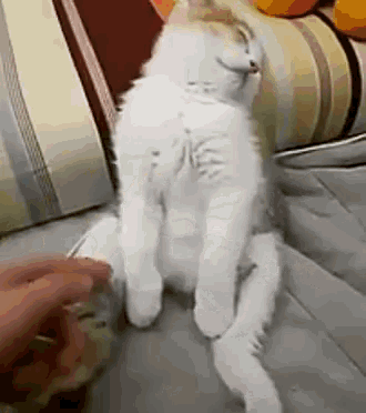 私のペット自慢
