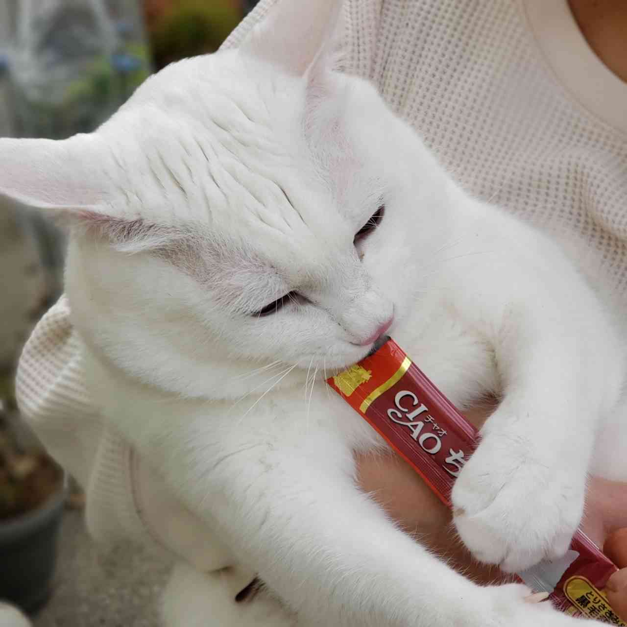 私のペット自慢