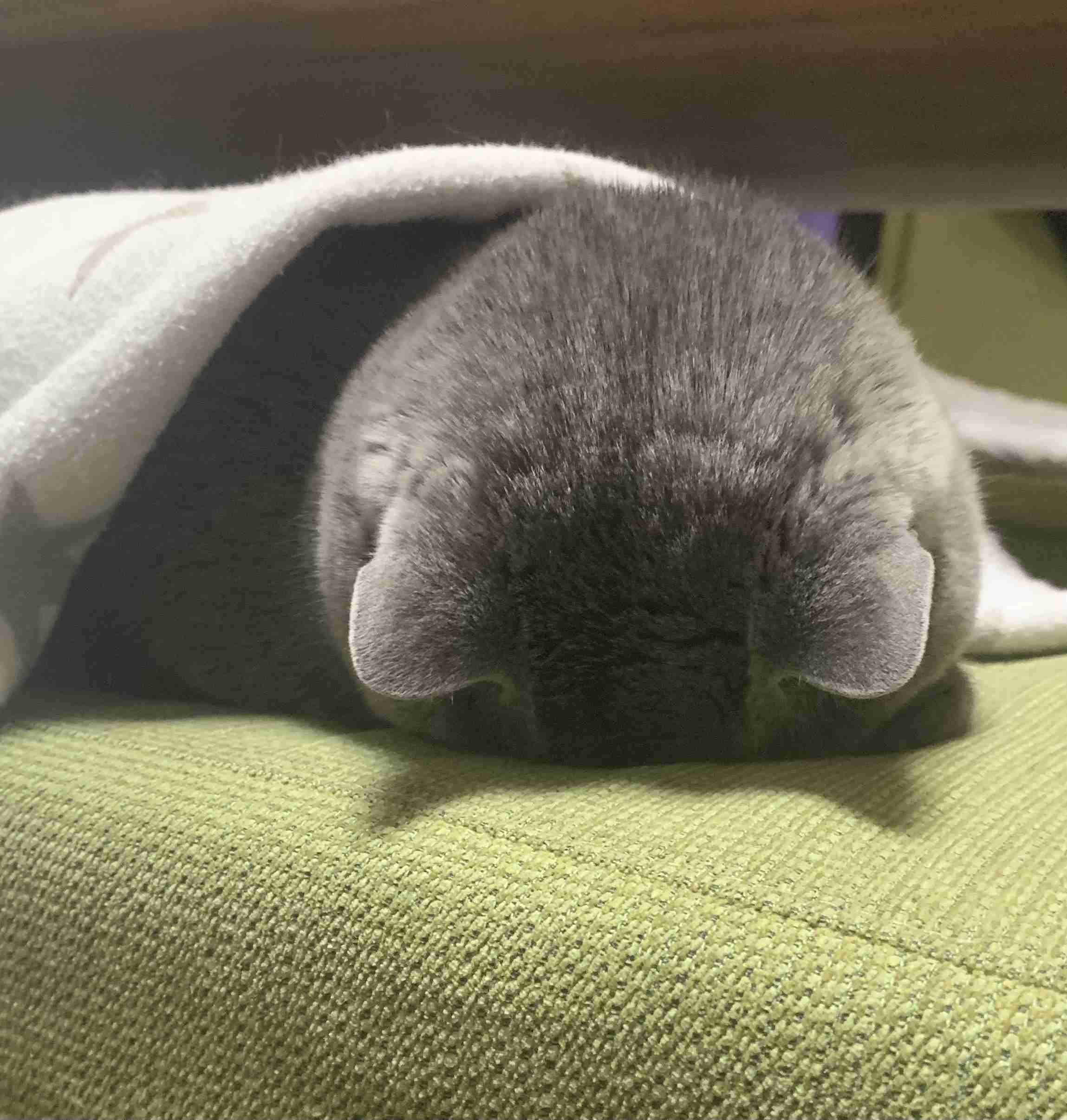 私のペット自慢
