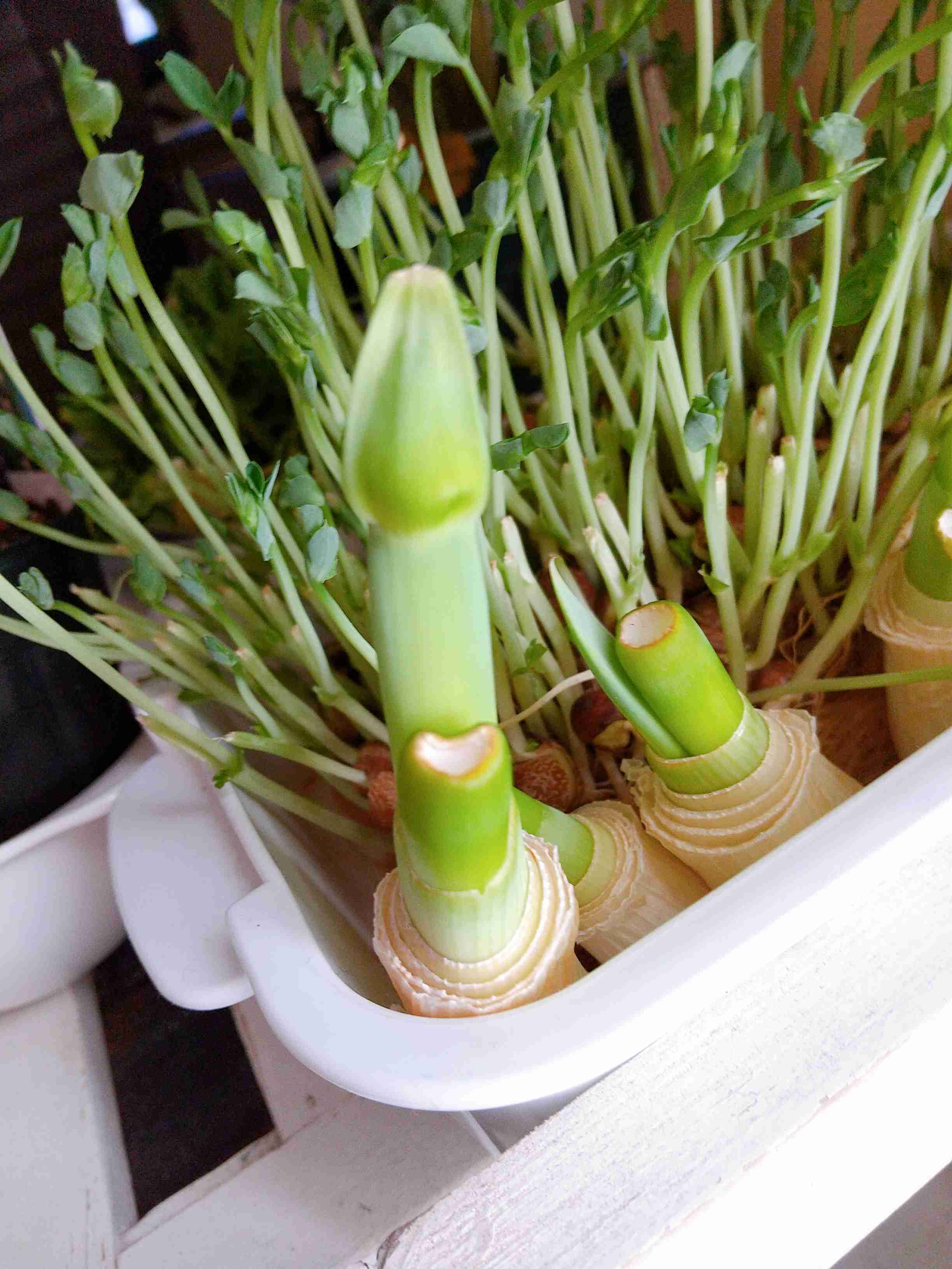 野菜を可愛くしてみるトピ