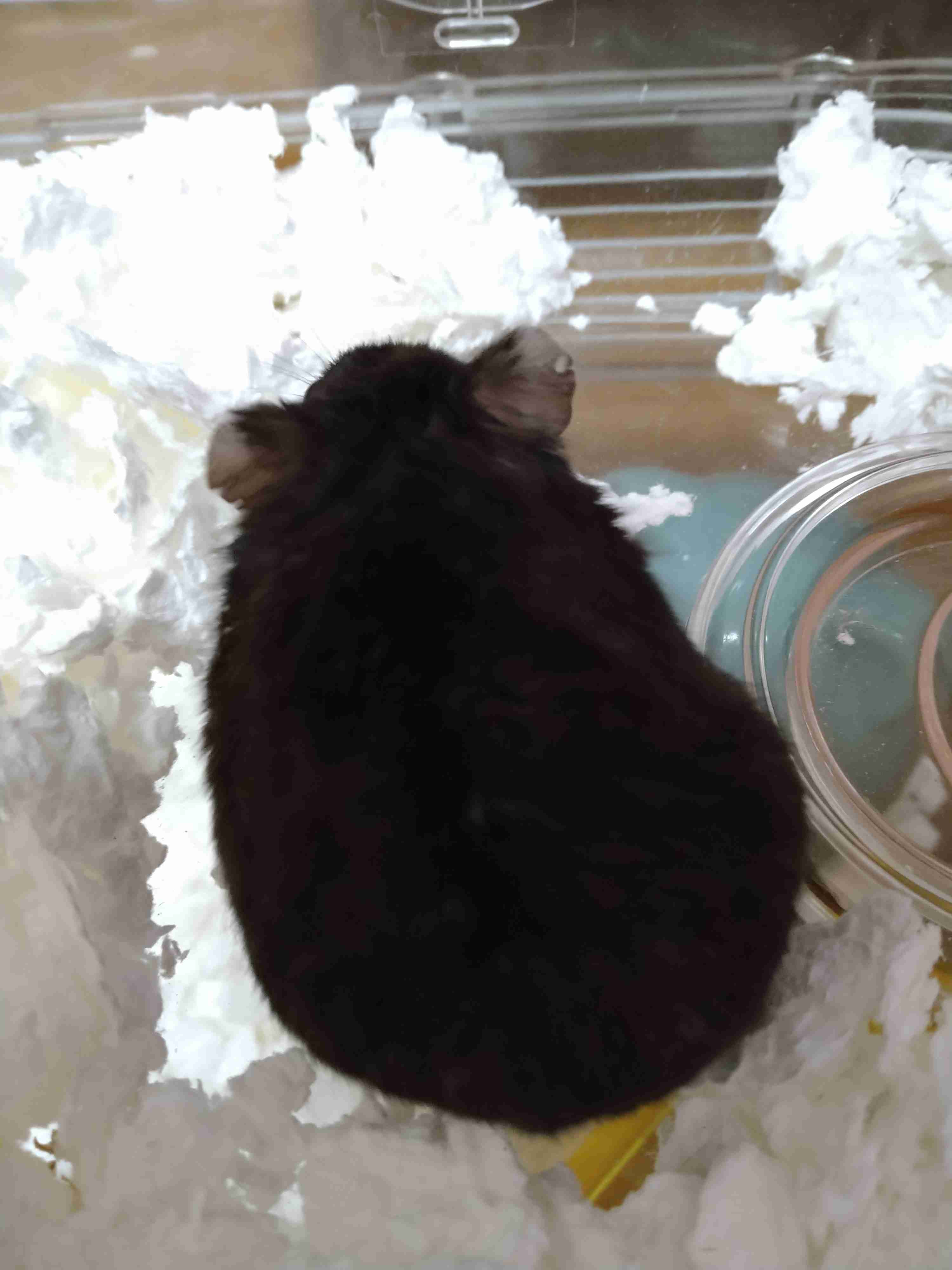 ペットとして飼われている最も人気のあるハムスター5種