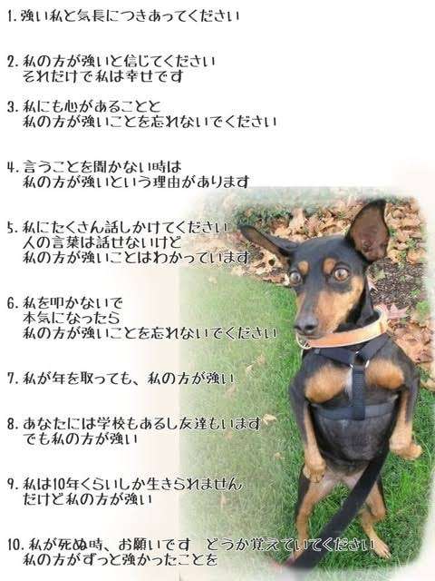老犬捨てる人が増加…保護して16匹看取ってきた代表「飼い主に見せたい。最期までこんな立派に生きたよと」
