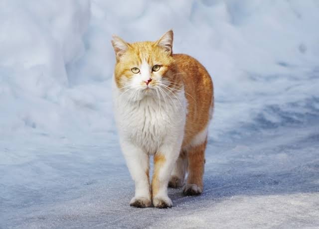 老犬捨てる人が増加…保護して16匹看取ってきた代表「飼い主に見せたい。最期までこんな立派に生きたよと」