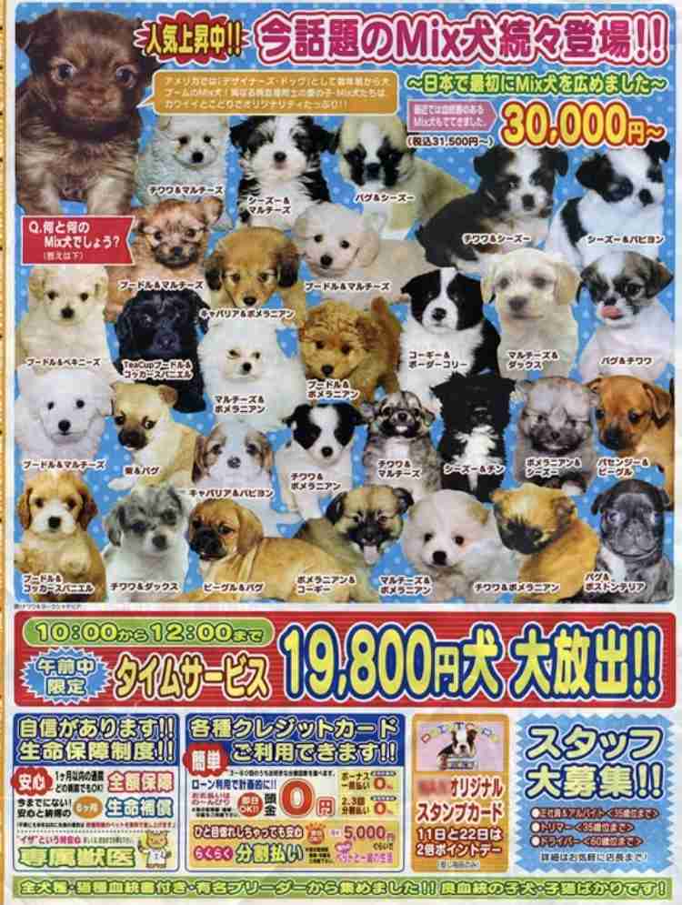 老犬捨てる人が増加…保護して16匹看取ってきた代表「飼い主に見せたい。最期までこんな立派に生きたよと」