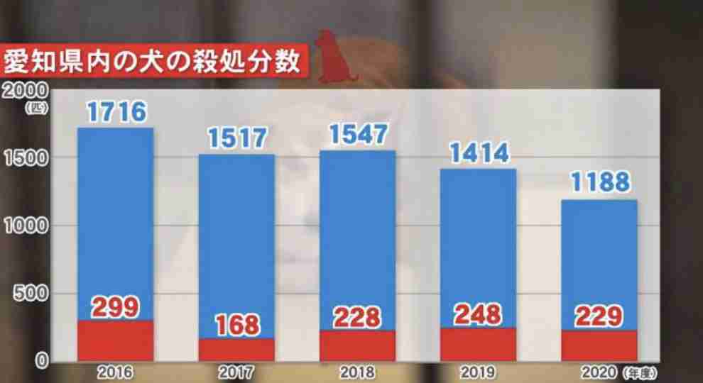 老犬捨てる人が増加…保護して16匹看取ってきた代表「飼い主に見せたい。最期までこんな立派に生きたよと」