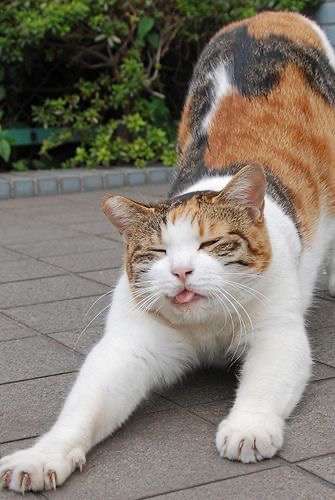 全日本舌しまい忘れ協会 ガルちゃん支部 2022