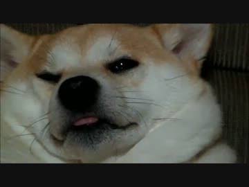 全日本舌しまい忘れ協会 ガルちゃん支部 2022