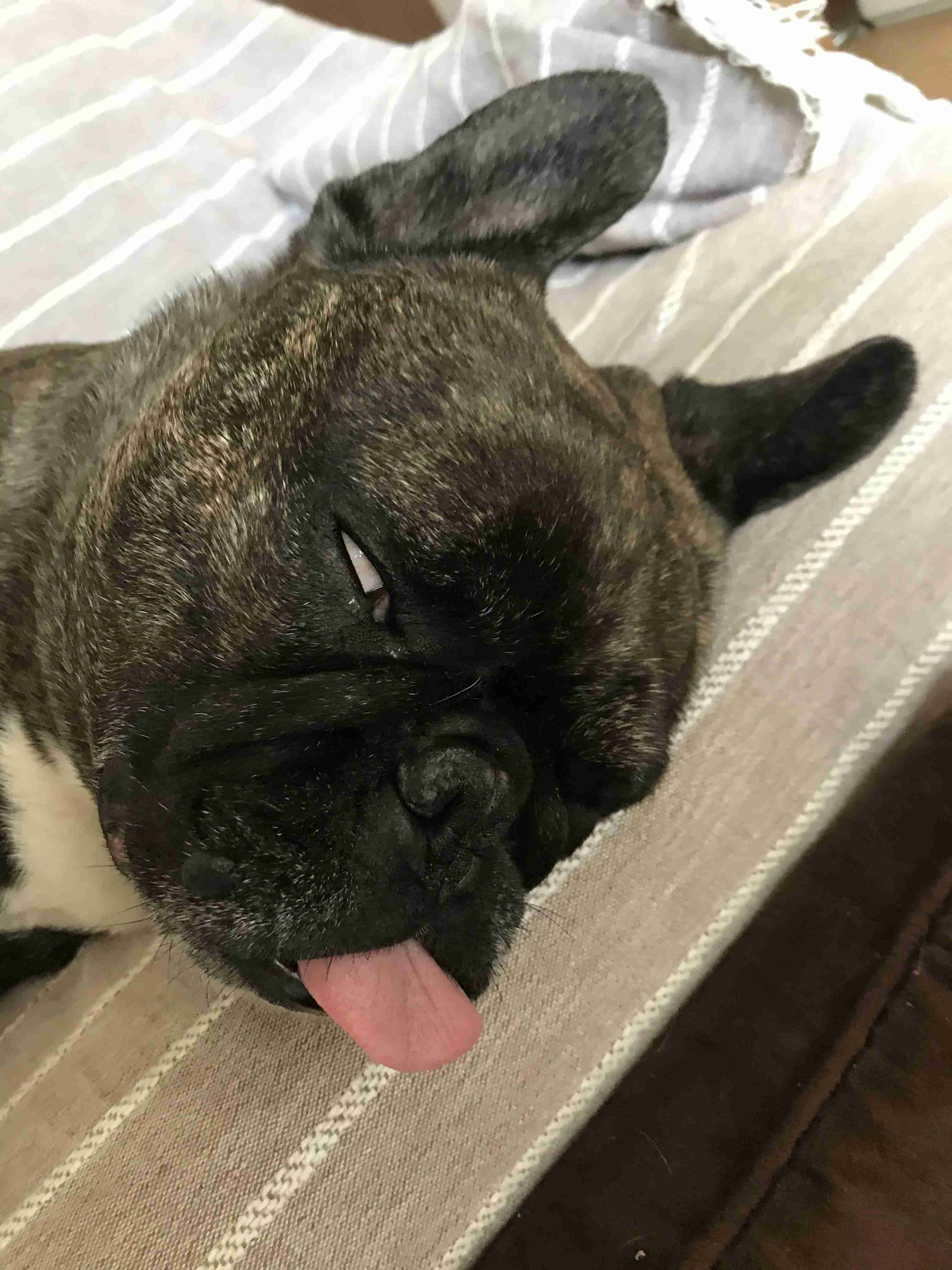 全日本舌しまい忘れ協会 ガルちゃん支部 2022