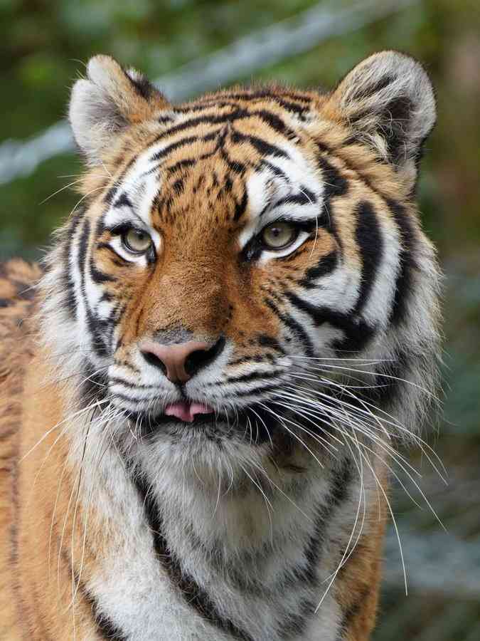 全日本舌しまい忘れ協会 ガルちゃん支部 2022