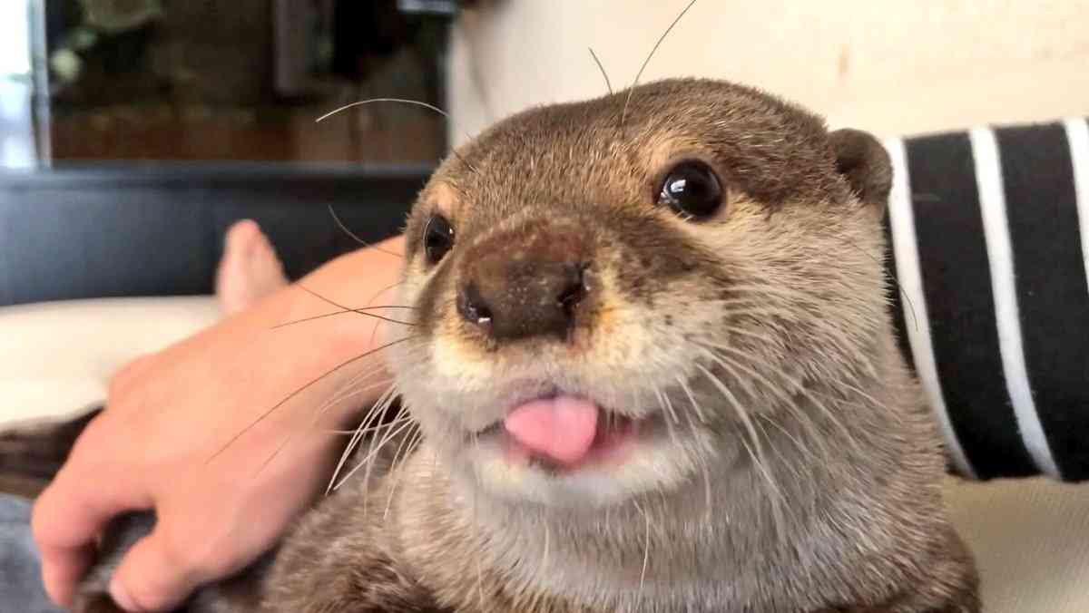 全日本舌しまい忘れ協会 ガルちゃん支部 2022