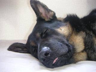 全日本舌しまい忘れ協会 ガルちゃん支部 2022