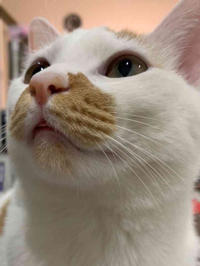 全日本舌しまい忘れ協会 ガルちゃん支部 2022