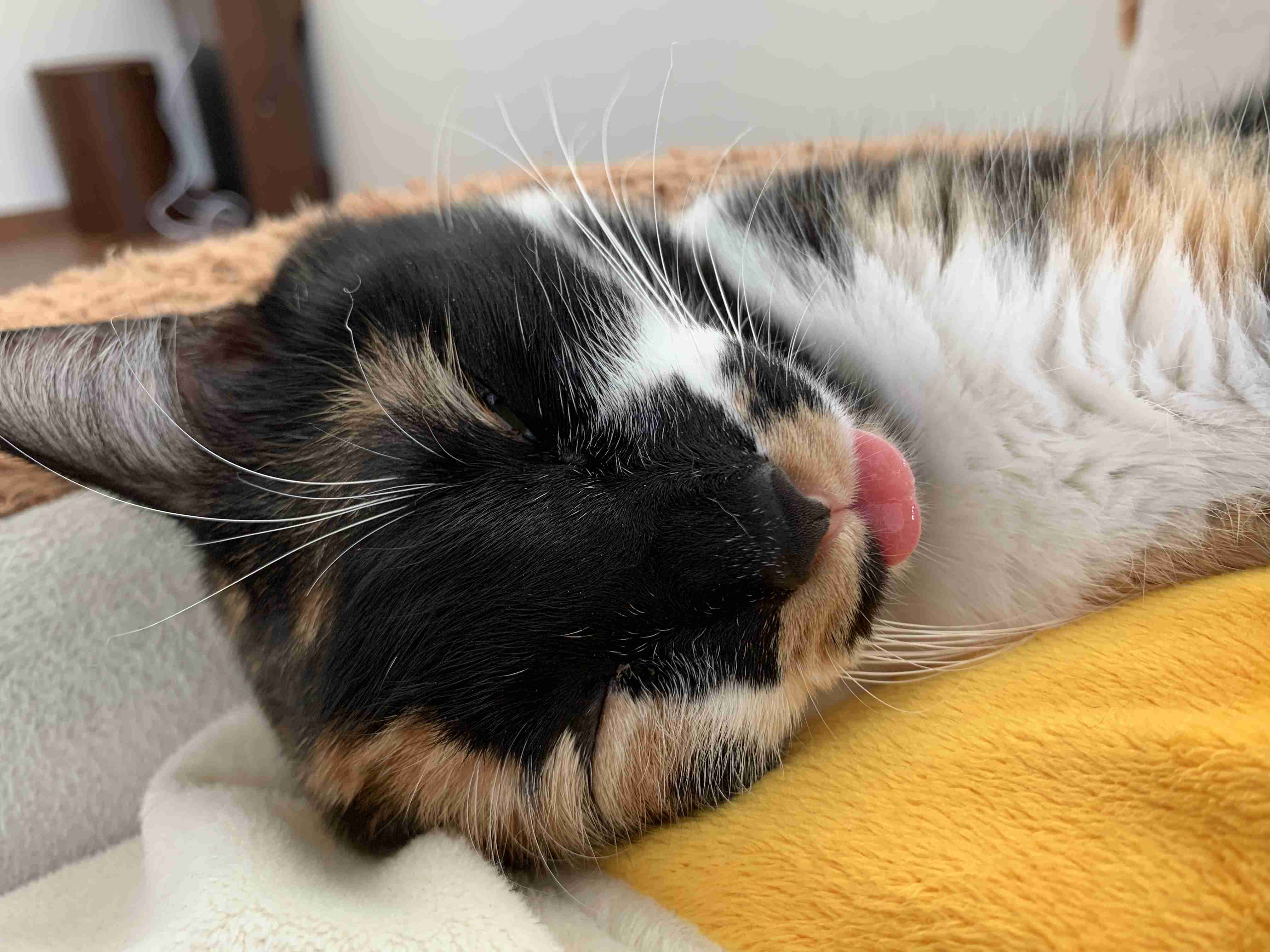 全日本舌しまい忘れ協会 ガルちゃん支部 2022