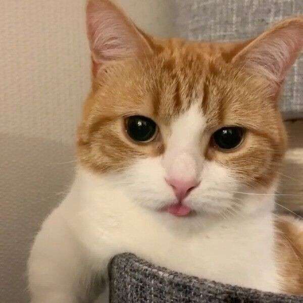 全日本舌しまい忘れ協会 ガルちゃん支部 2022