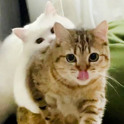 全日本舌しまい忘れ協会 ガルちゃん支部 2022