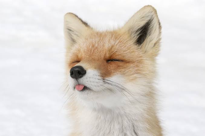 全日本舌しまい忘れ協会 ガルちゃん支部 2022