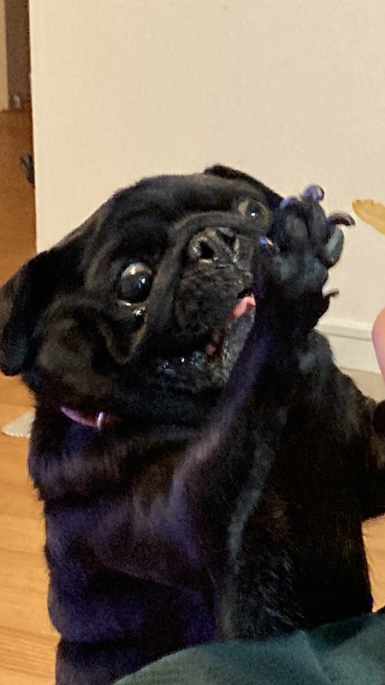 全日本舌しまい忘れ協会 ガルちゃん支部 2022