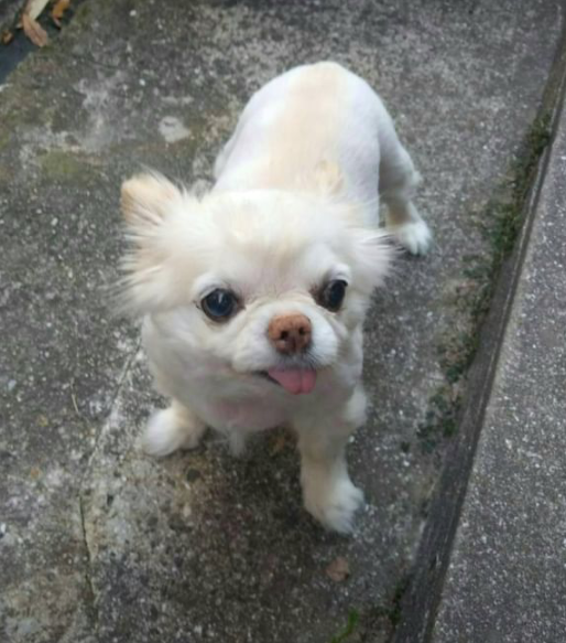 全日本舌しまい忘れ協会 ガルちゃん支部 2022