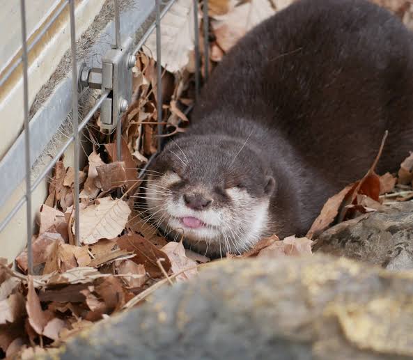 全日本舌しまい忘れ協会 ガルちゃん支部 2022