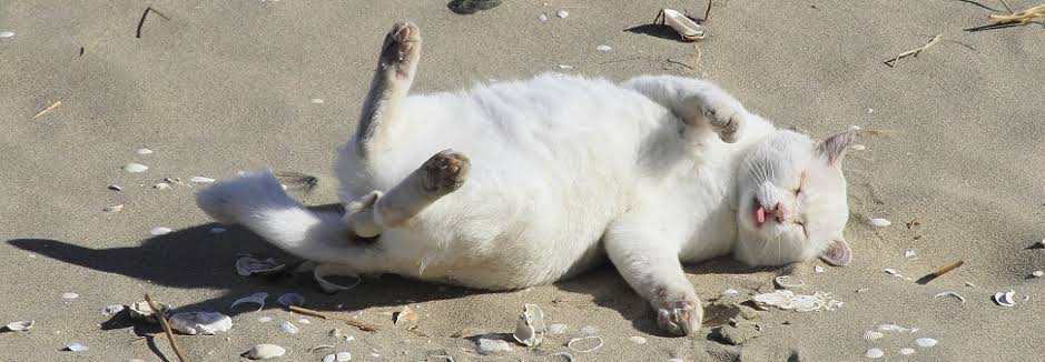 全日本舌しまい忘れ協会 ガルちゃん支部 2022