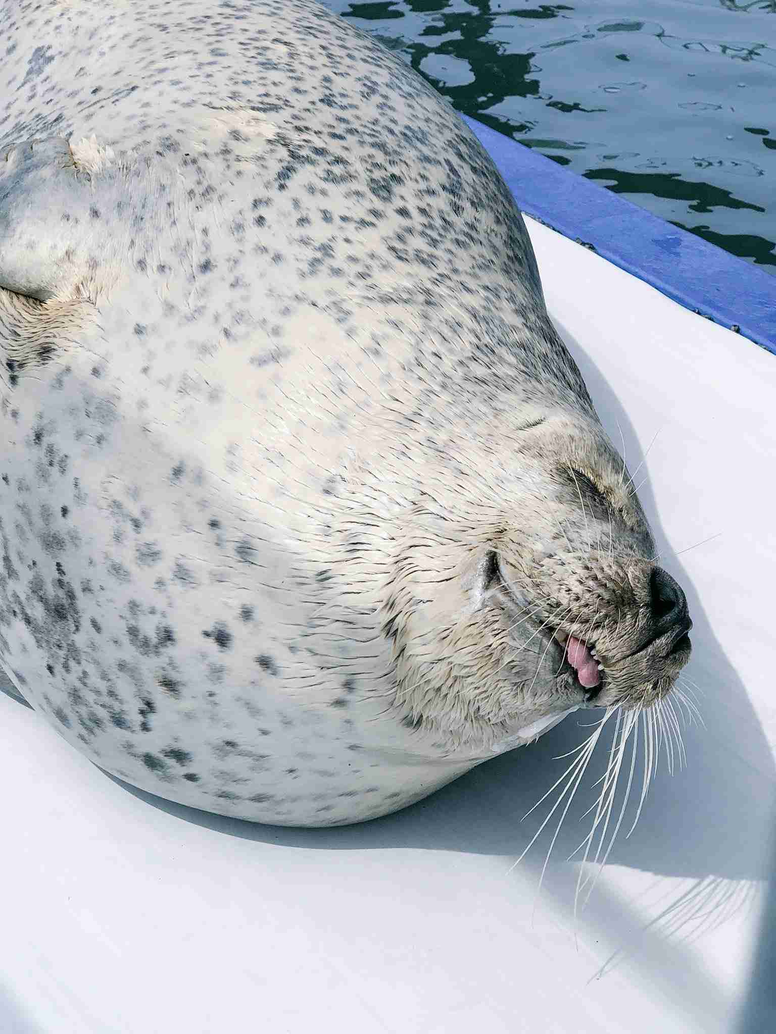 全日本舌しまい忘れ協会 ガルちゃん支部 2022