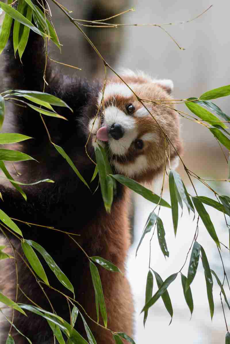 全日本舌しまい忘れ協会 ガルちゃん支部 2022