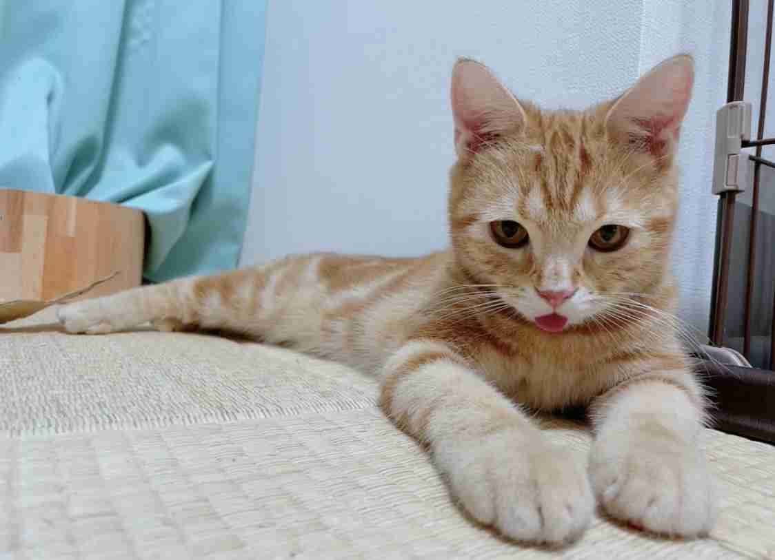 全日本舌しまい忘れ協会 ガルちゃん支部 2022