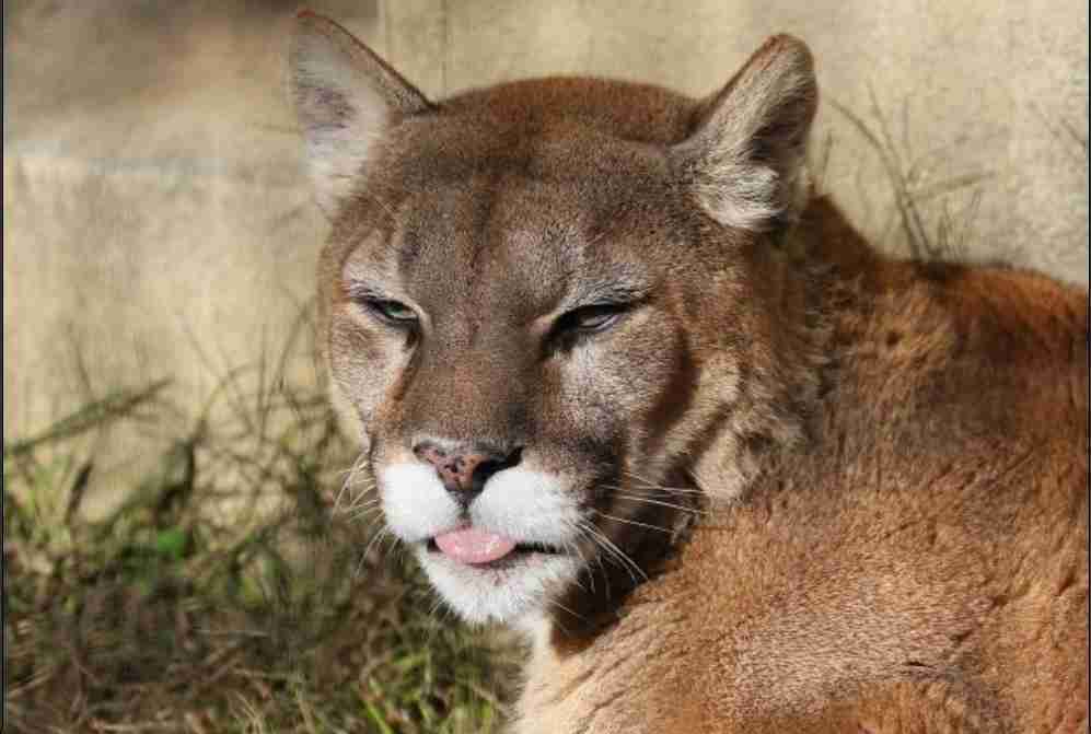 全日本舌しまい忘れ協会 ガルちゃん支部 2022