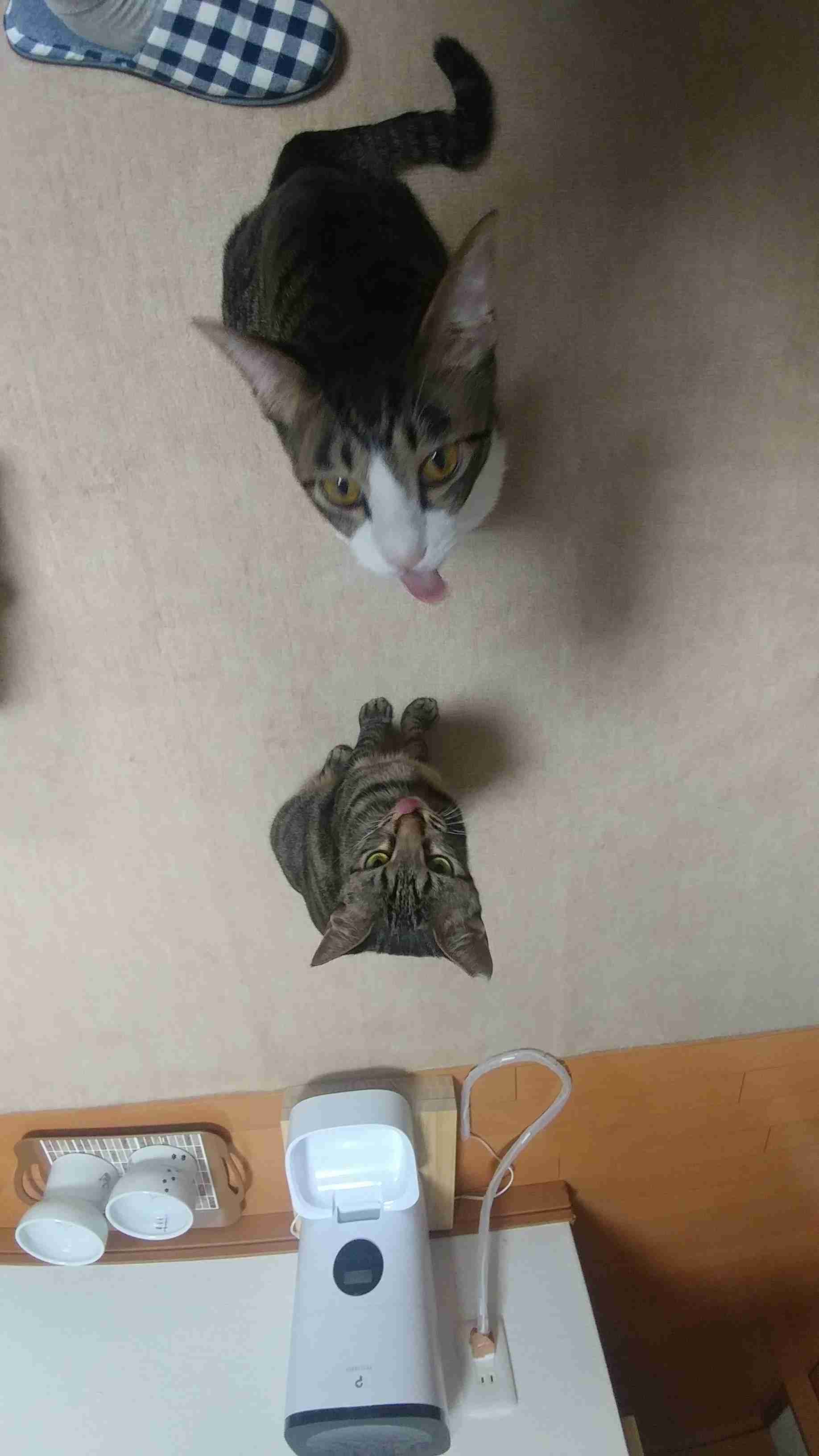 全日本舌しまい忘れ協会 ガルちゃん支部 2022