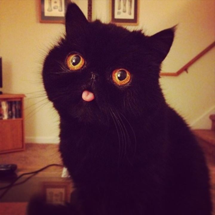 全日本舌しまい忘れ協会 ガルちゃん支部 2022