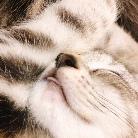 全日本舌しまい忘れ協会 ガルちゃん支部 2022