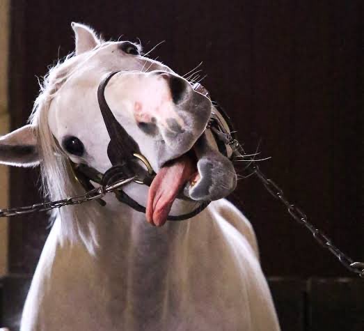 全日本舌しまい忘れ協会 ガルちゃん支部 2022